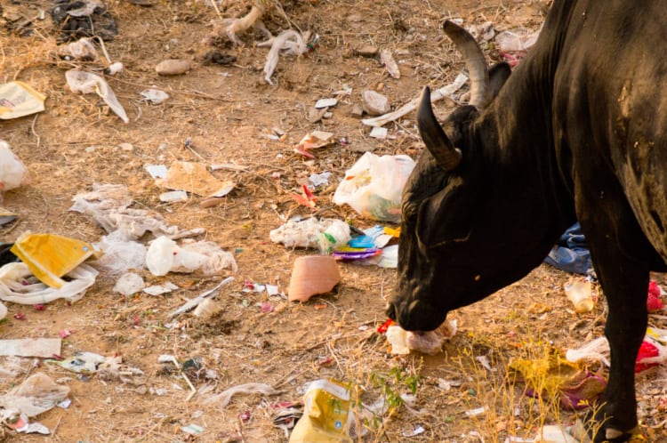 ちらばるゴミを牛が食べている写真