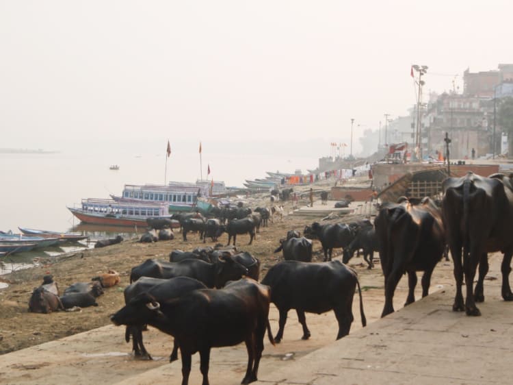 川沿いに船や人がたくさん、牛が10数頭いる写真