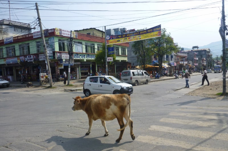 ポカラの交差点を牛が歩いている写真