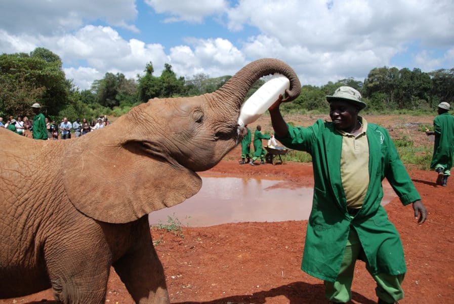 ケニアの男性が象に食べ物をあげている
