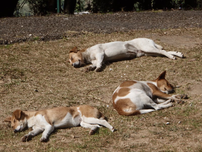 草むらで寝転ぶ3匹の犬