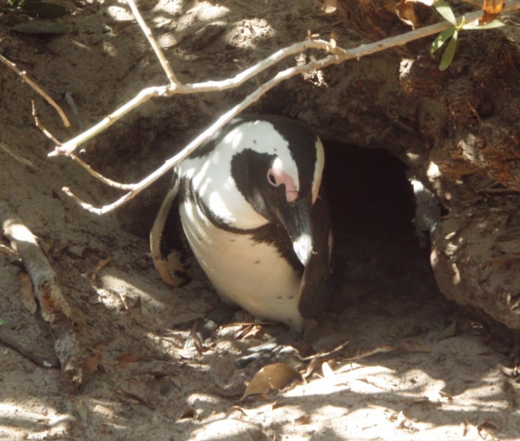 穴の中のペンギンの写真