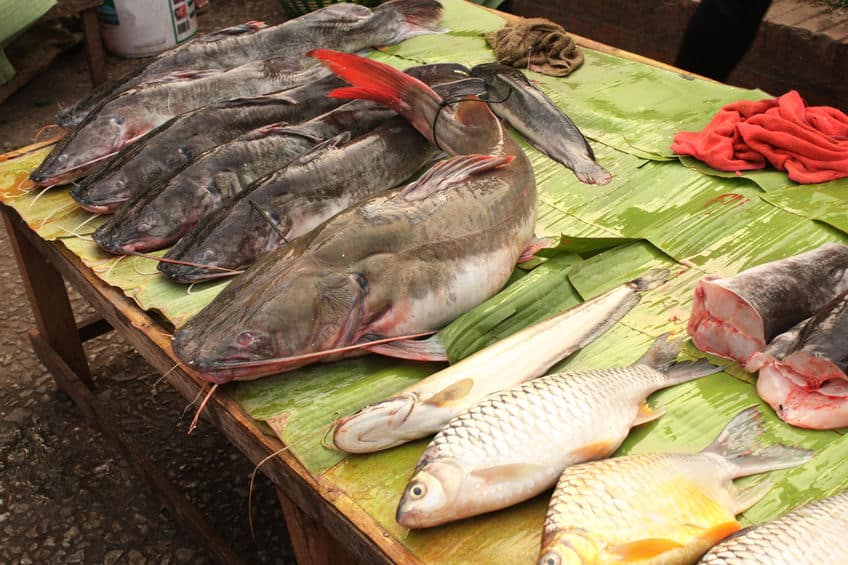 市場でメコンオオナマズやその他の魚が売られている写真