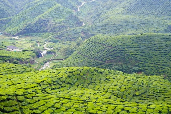 丘陵に広がる茶畑の写真