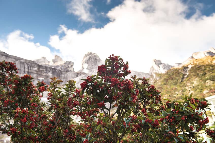 雲がかったキナバル山を背景に赤い実のついた植物の写真
